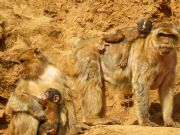 Monos. Parque Natural de Cabrceno. Cantabria